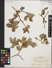 Foto von Salix iliensis Regel